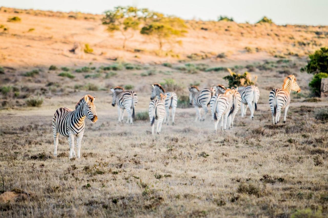 African Safari Lodge Grahamstown Dış mekan fotoğraf