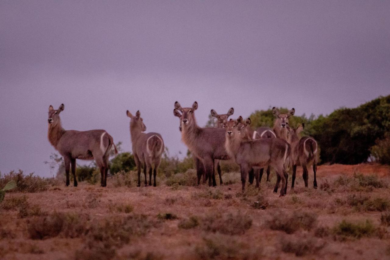 African Safari Lodge Grahamstown Dış mekan fotoğraf